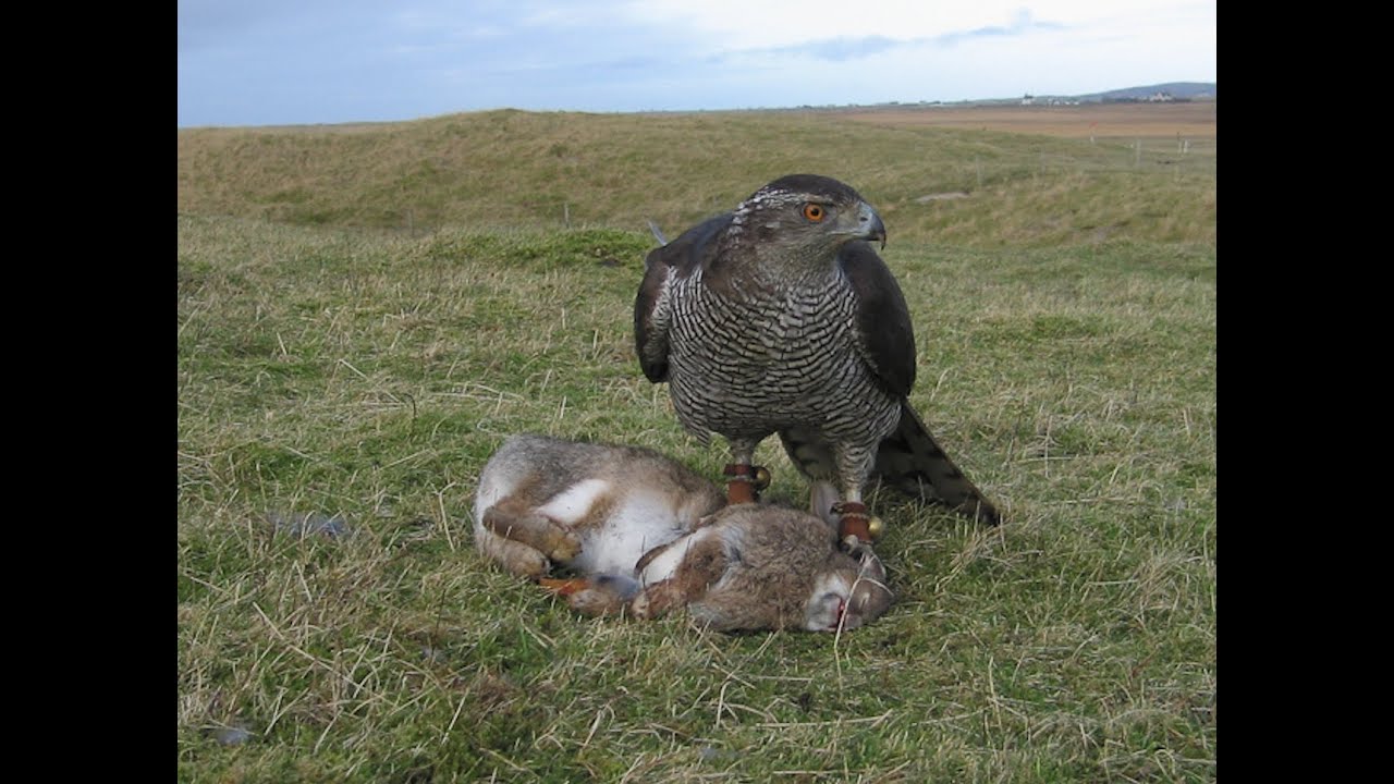 Goshawk chasing Rabbits, Falconry, Mrs Robinson 3