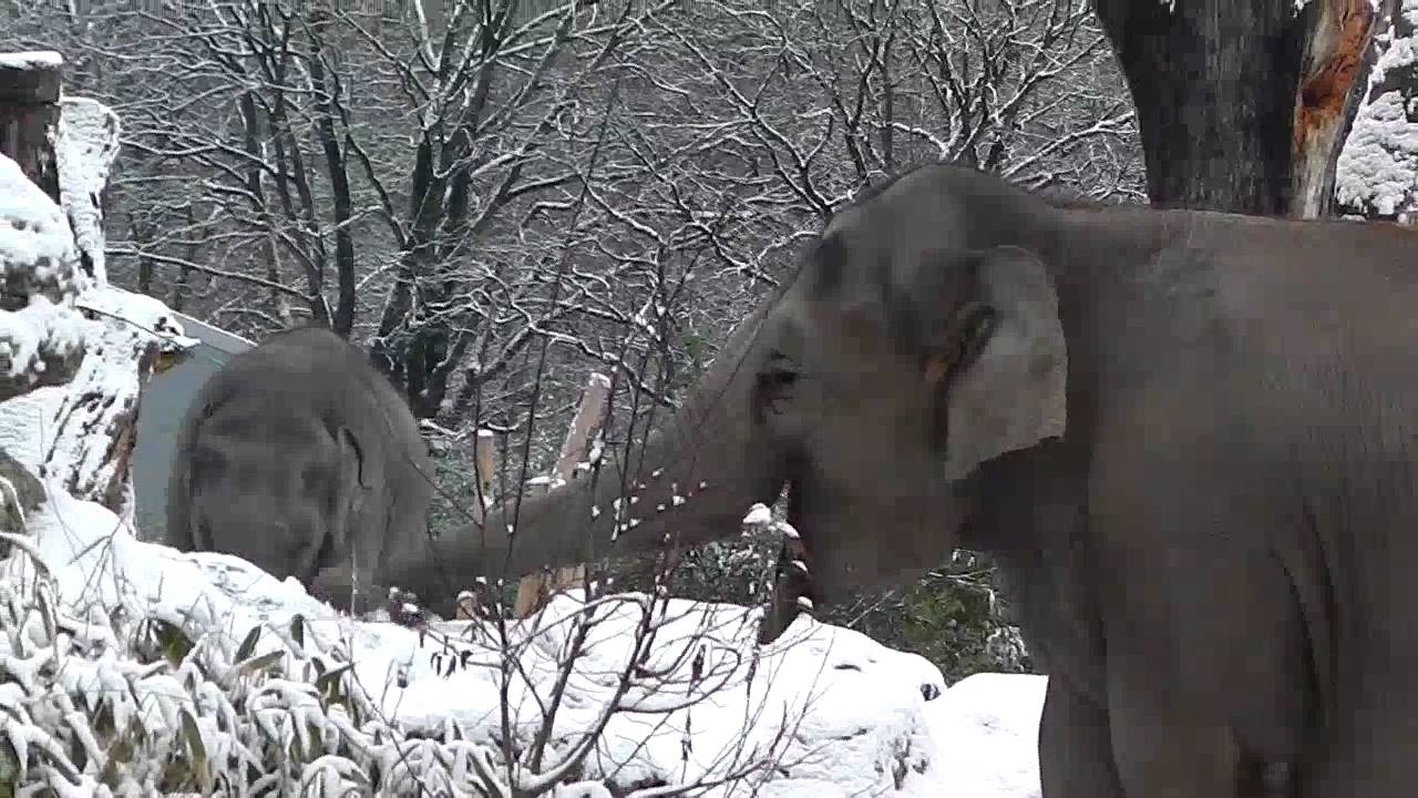 Ludwig - Ein kleiner drolliger Schnee-Elefant - 800 Kilo - Tierpark Hellabrunn