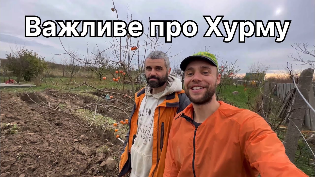 Секрети про саджанці хурми в Україні