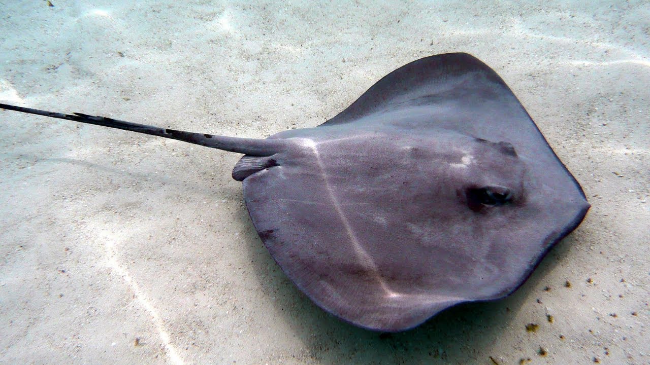Stingray Camouflaged in Sand: A Thrilling Encounter