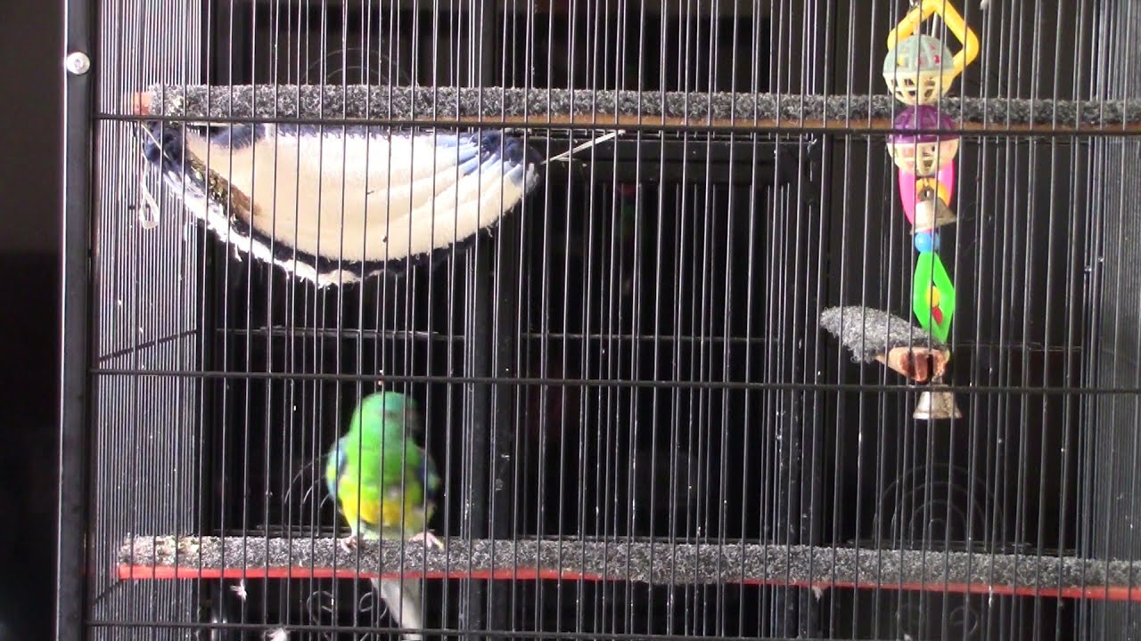 😍🦜 DOES YOUR RED RUMP PARROT MAKE SOUNDS LIKE THIS??🦜