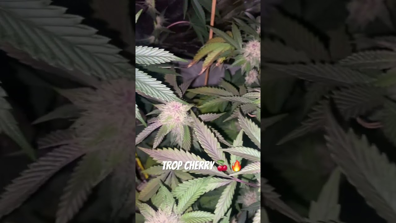 Trop Cherry - week 4 and 2 of #flower