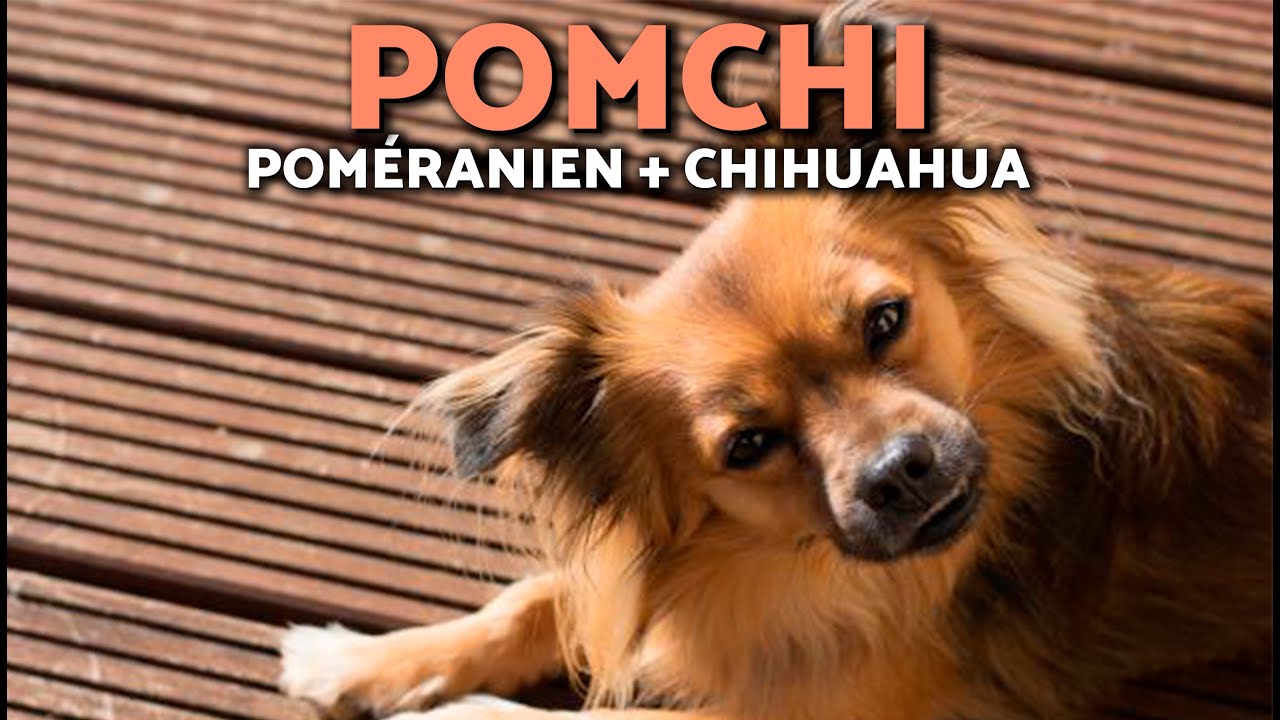 TOUT SAVOIR sur le POMCHI 😍 L'adorable CROISEMENT entre un POMERANIEN et un CHIHUAHUA ❤️🐶