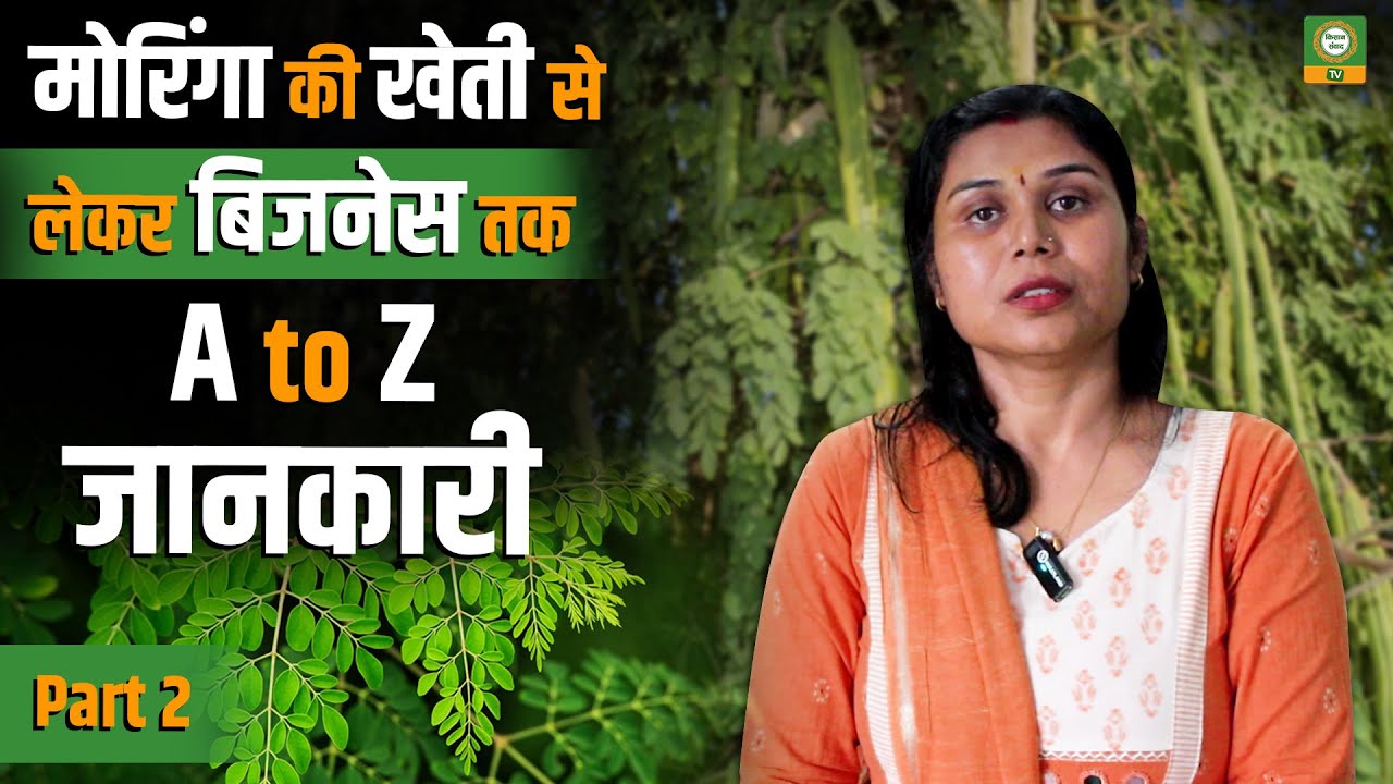 मोरिंगा (सहजन) की खेती से कमाएं लाखों | A to Z गाइड बिज़नेस तक | Moringa Farming in Hindi