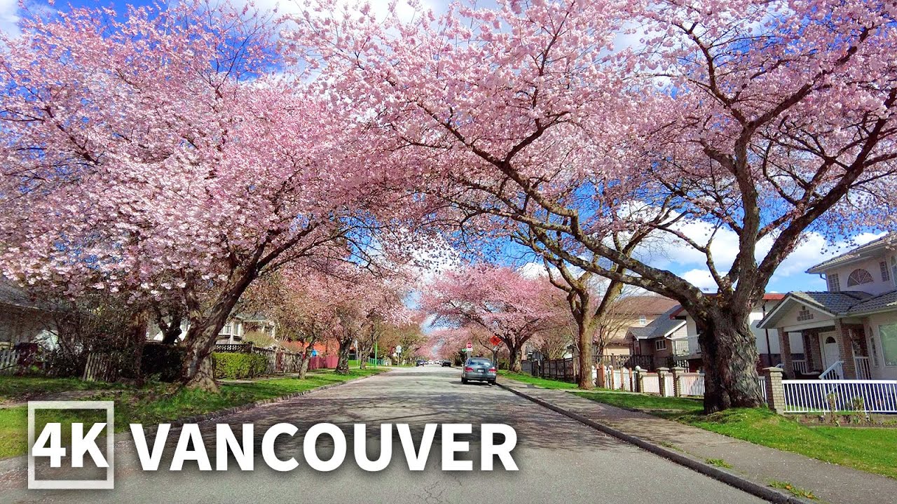 【4K】Vancouver Spring Walk with Cherry Blossoms 🌸Metro Vancouver - Burnaby | Travel Canada