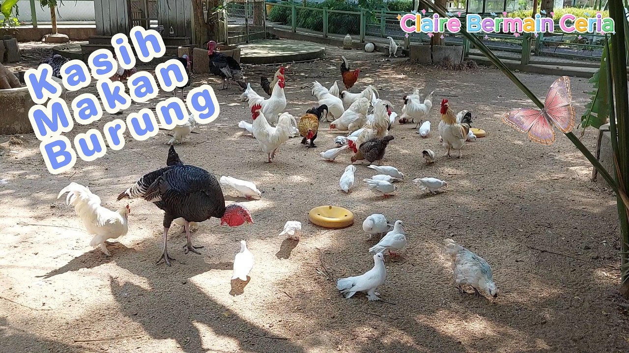SERU!! CLAIRE KASIH MAKAN BURUNG!