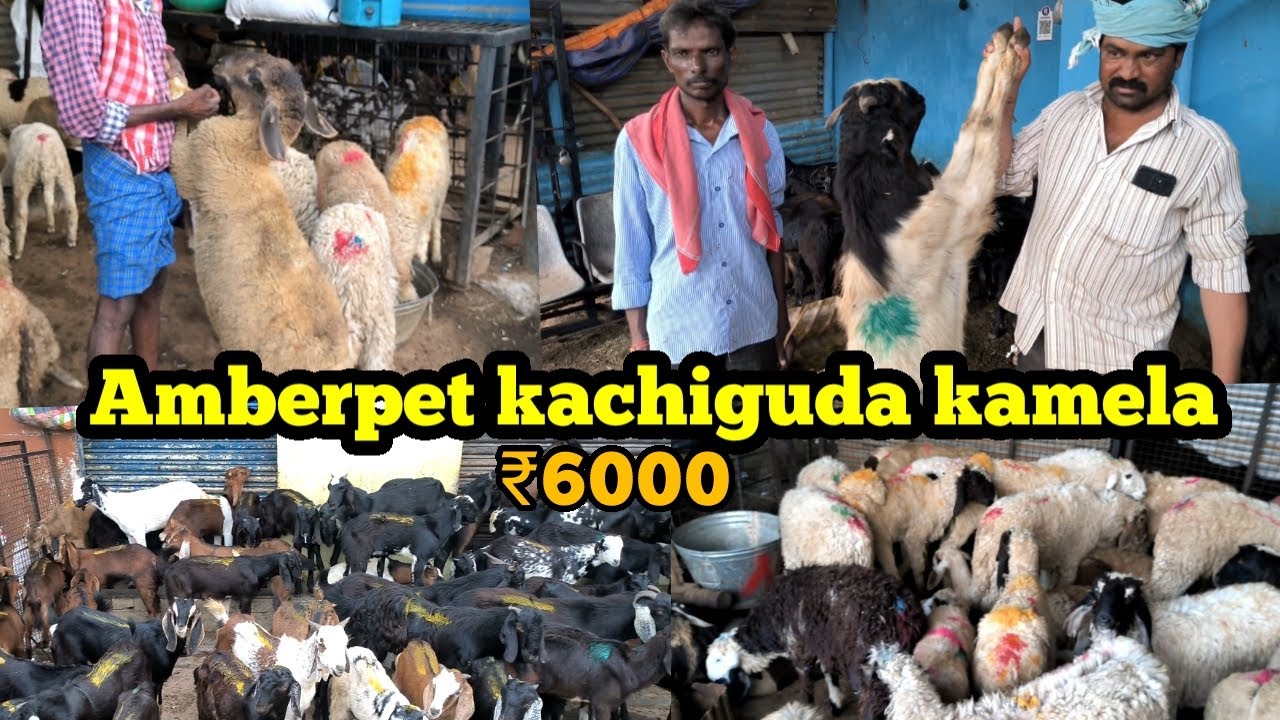 Most popular goat 🐐market in hyd! Amberpet kachiguda kamela 2024 update! #viral #afwangoats #shorts