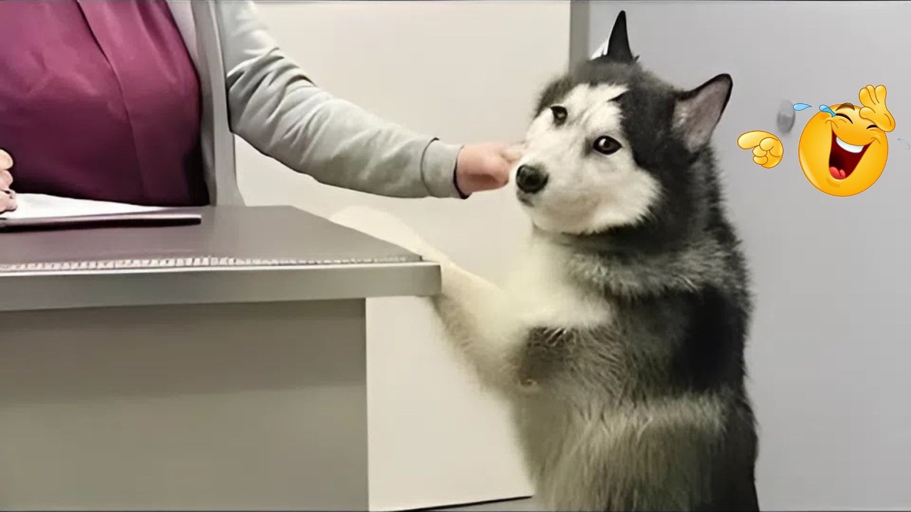 I Can’t Believe These Dogs Are Still This Funny 😂 Best Funny Dog Videos of 2026 🐶