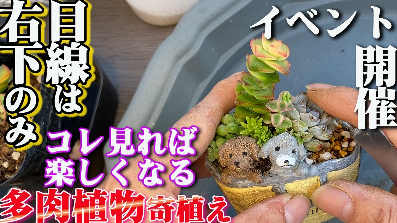 【誰でもできる】多肉植物を可愛く寄植え!!フラワーフェスに向けて最初から植えてみたら⋯