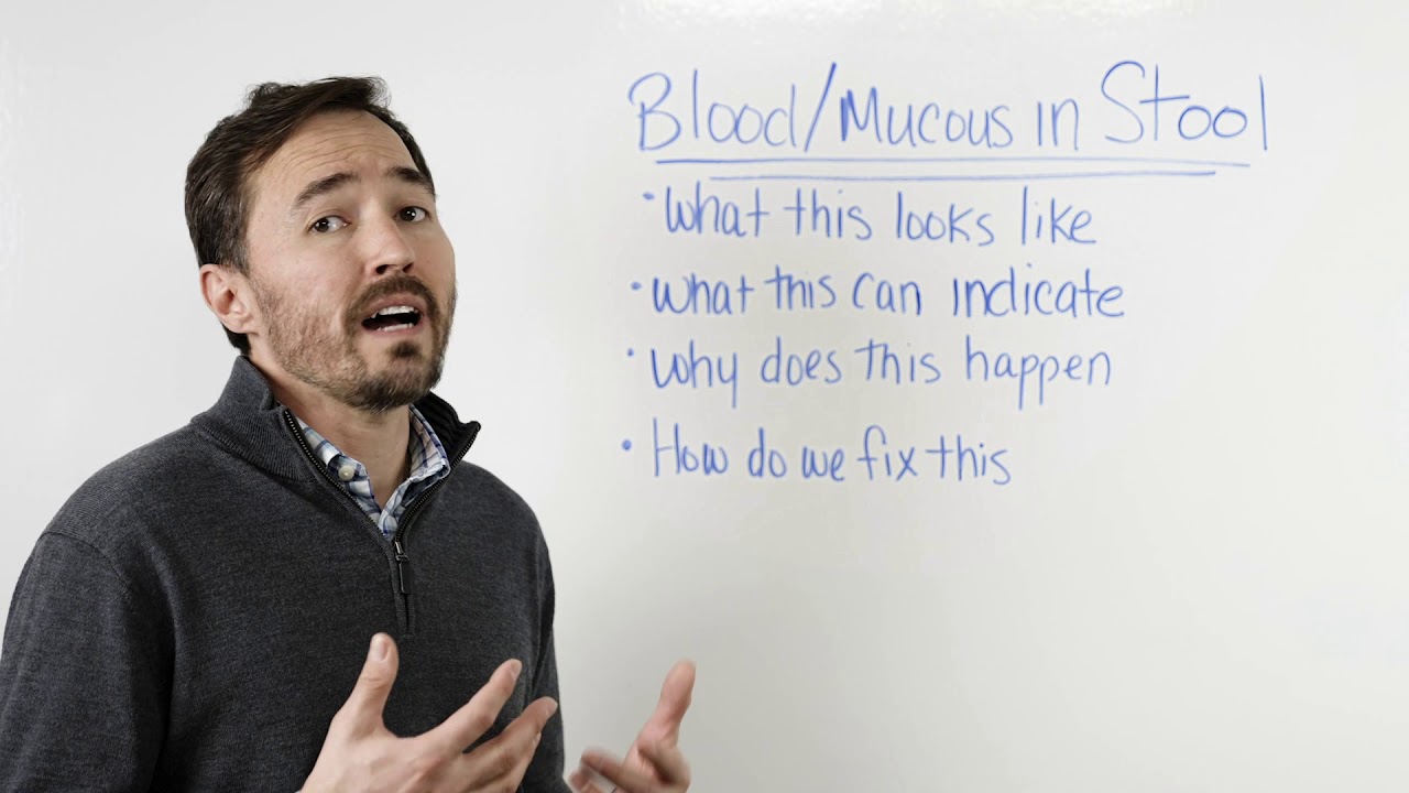 What to Know About Blood/Mucous in Your Pets Stool