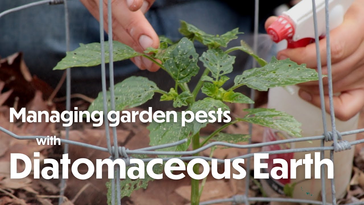 Managing Flea Beetles, Ants, & Roly Polies (Pill Bugs) with Diatomaceous Earth | Farm your Yard
