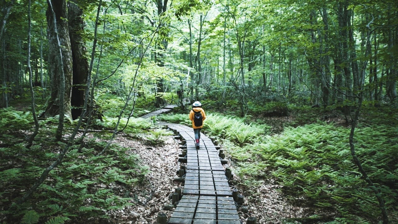 世界自然遺産 白神山地【ひとり登山部LOG】