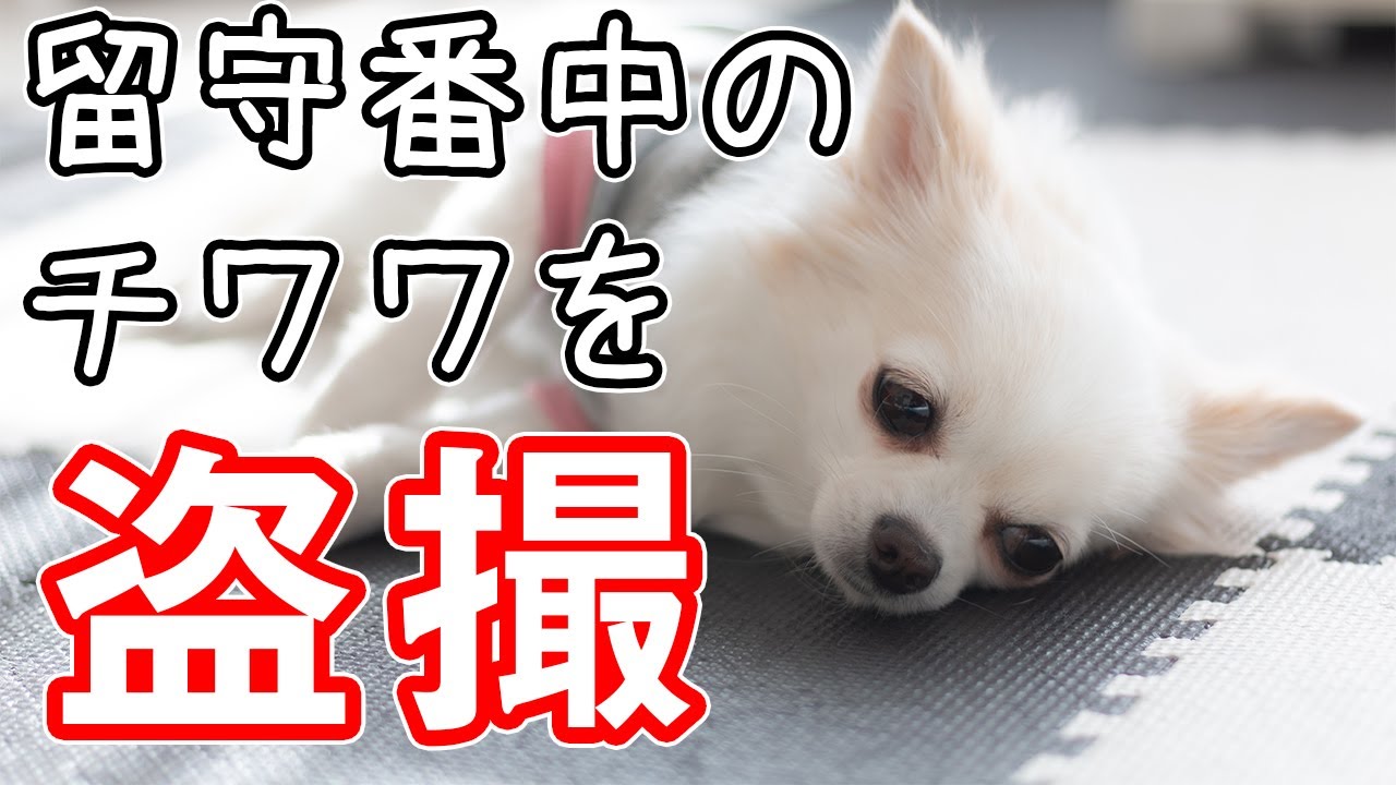 【盗撮】留守番中にスンスン泣く犬が可愛い！
