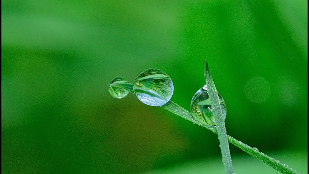 Amazing Video of Dancing Leaves of Green Plants with background music....