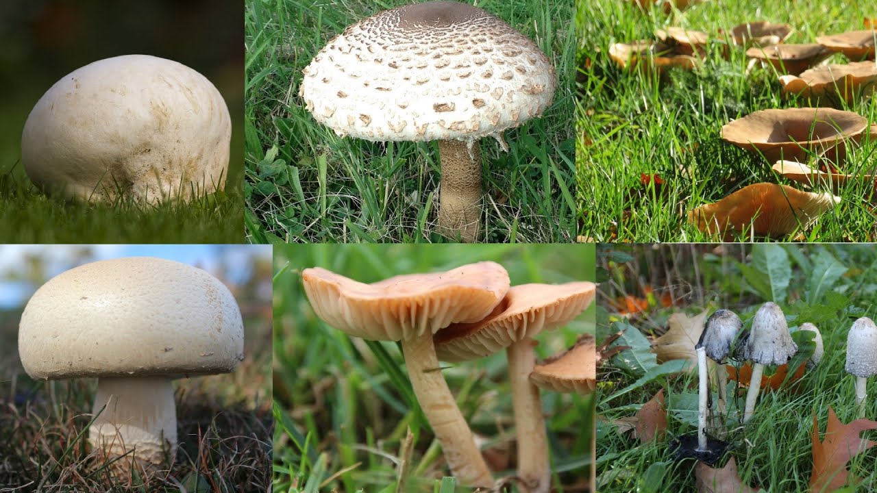 Pilze im Rasen &ndash; Pilz Arten im Garten bestimmen &ndash; Pilze essbar oder giftig im Rasen?