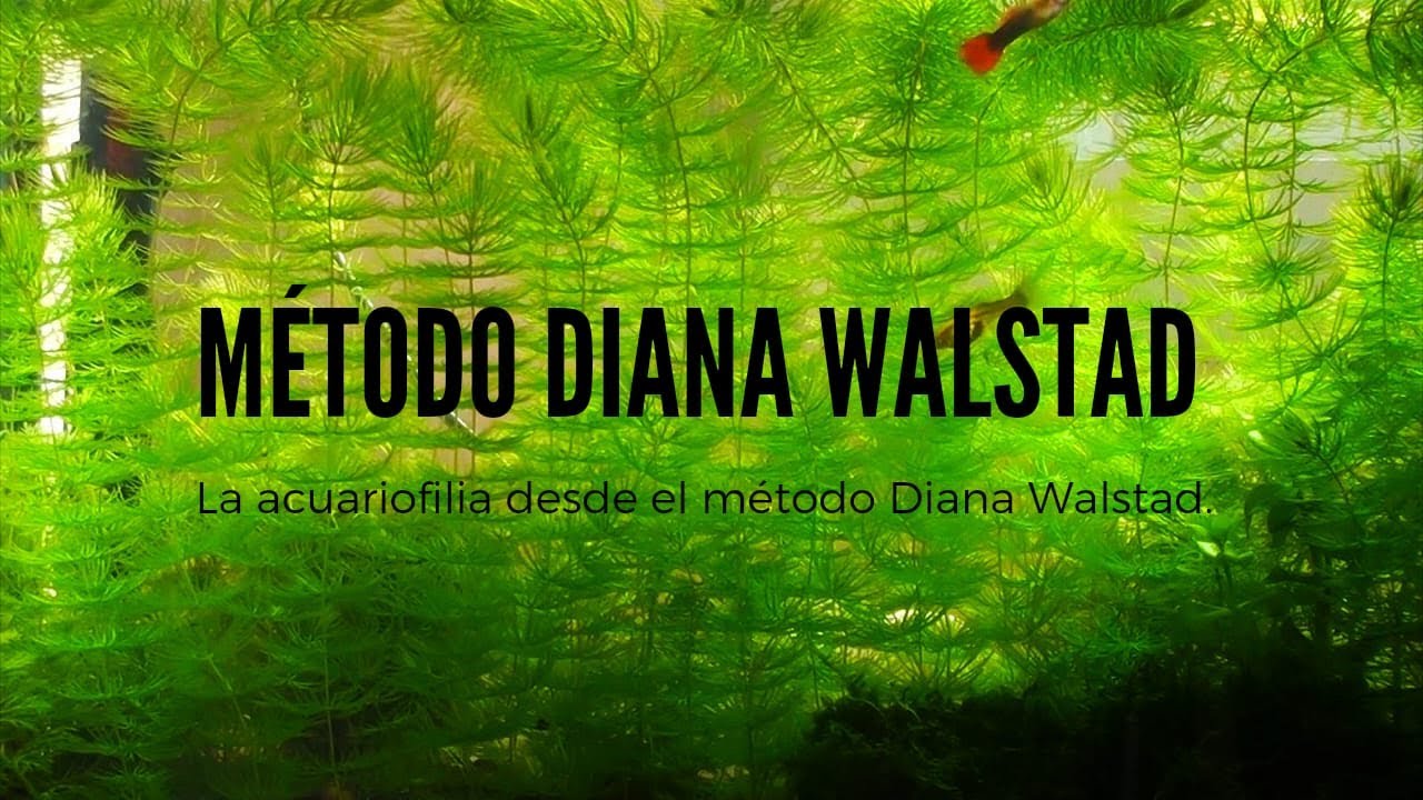 🐠 Tres acuarios naturales (no co2, filtro, abono, pantalla) M. Diana Walstad