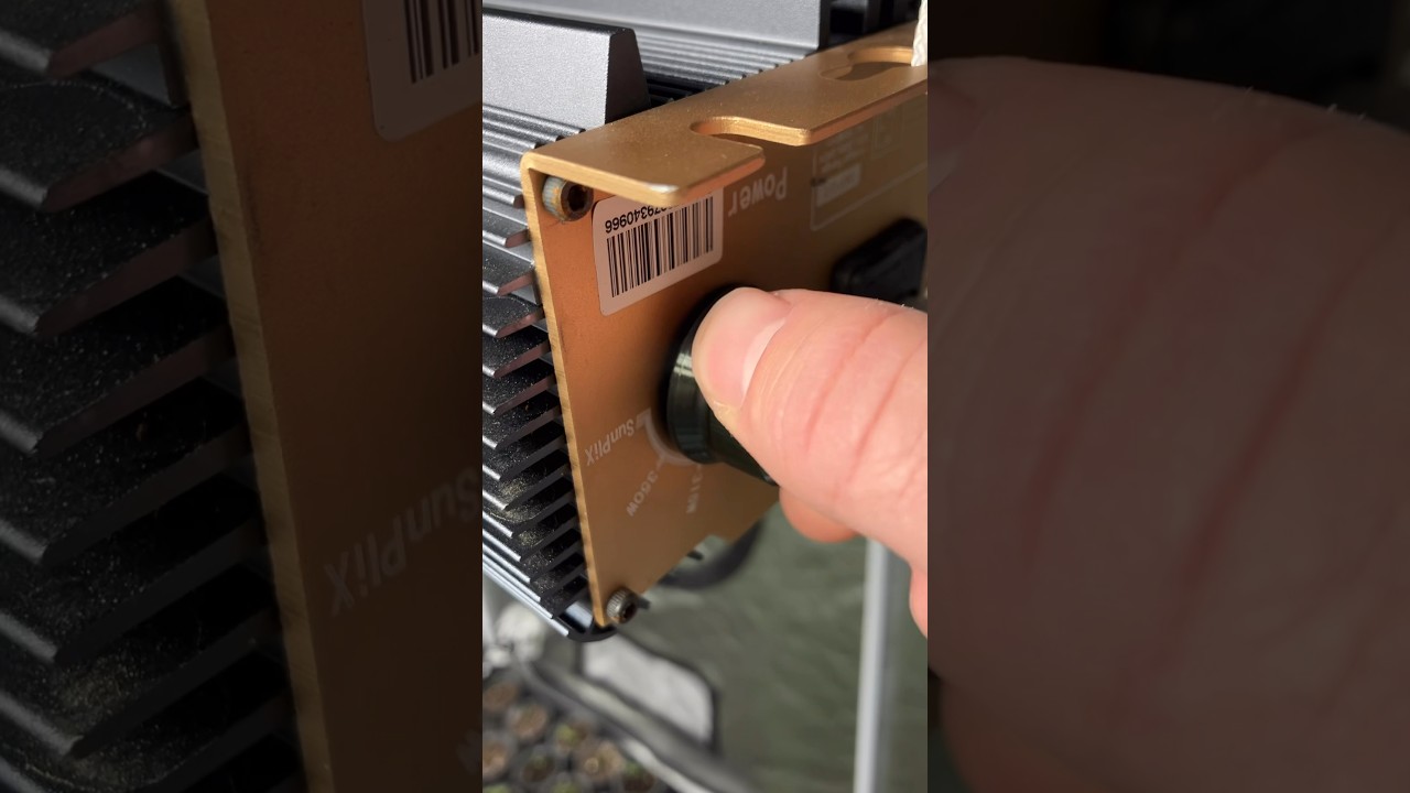 How I Start my Day in the Growroom #indoorplants #grow #growyourownfood #chilli