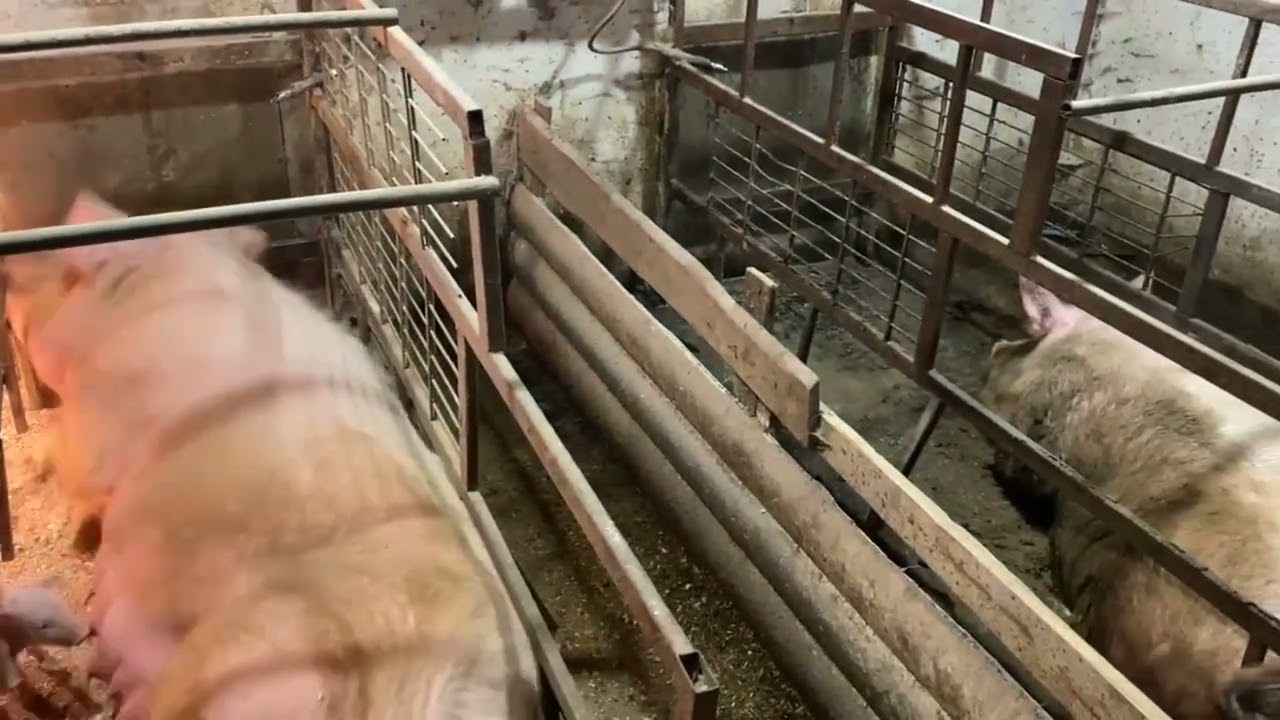 Ф1 появились в моём офисе ✊ только вперёд к лучшему ‼️ Поросятам 8е сутки 