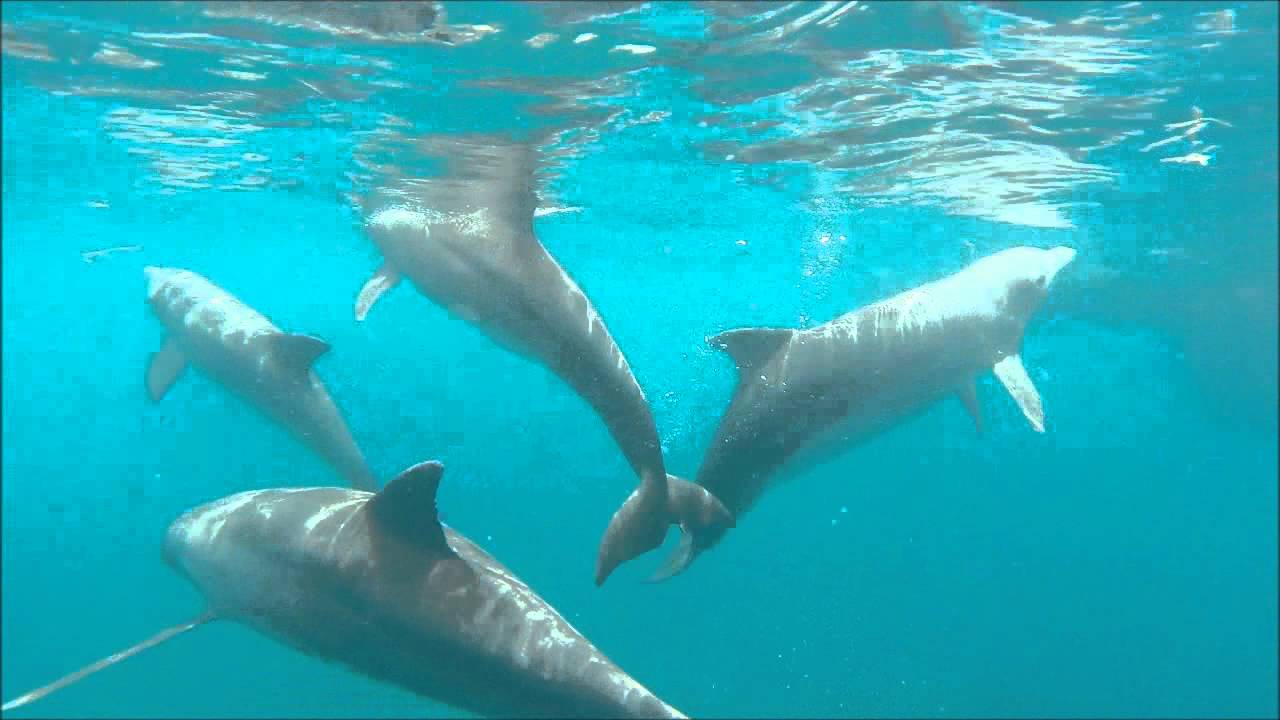 dauphins à deshaies guadeloupe