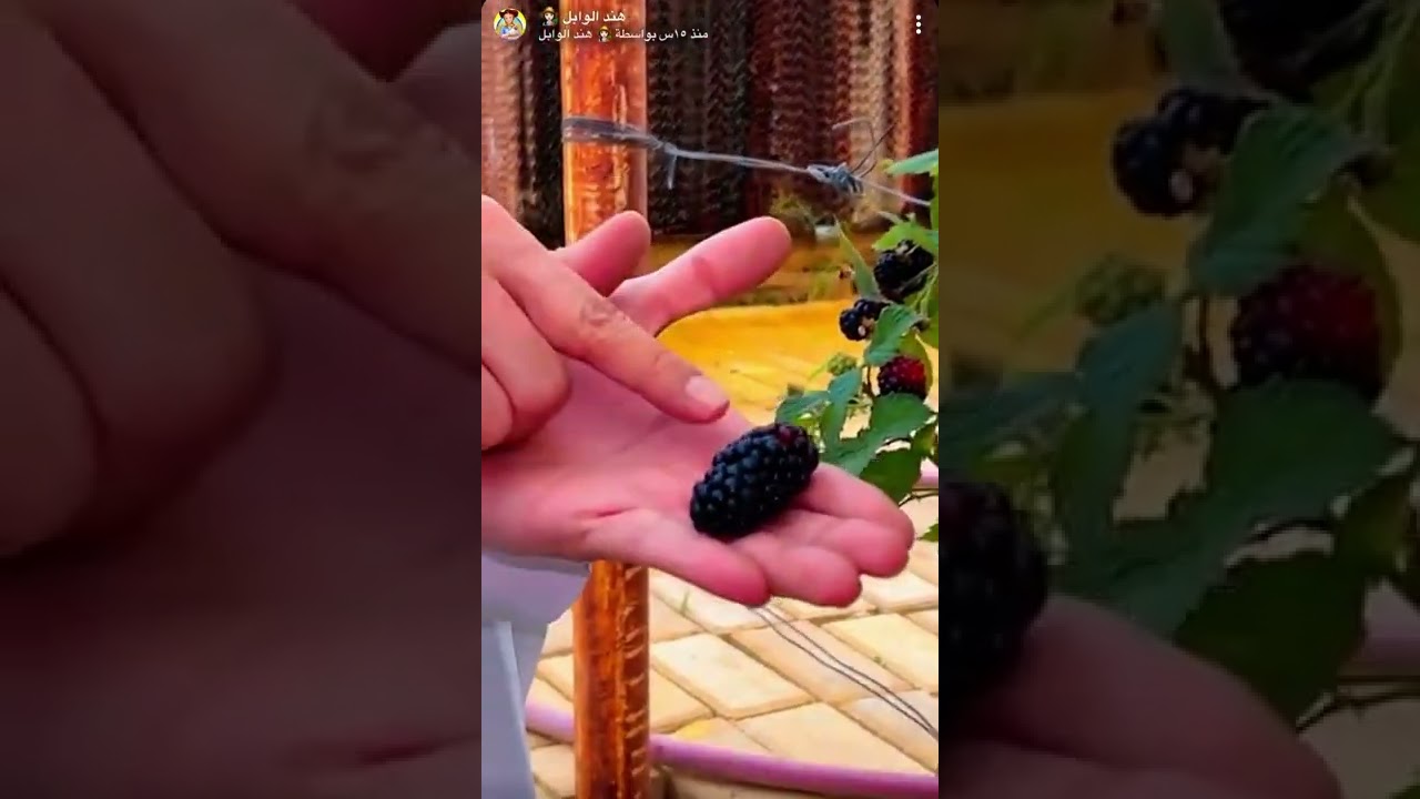 مزرعة الكعيدية للفراولة والبلاك بيري مع شرح المهندس \ صالح الكعيد