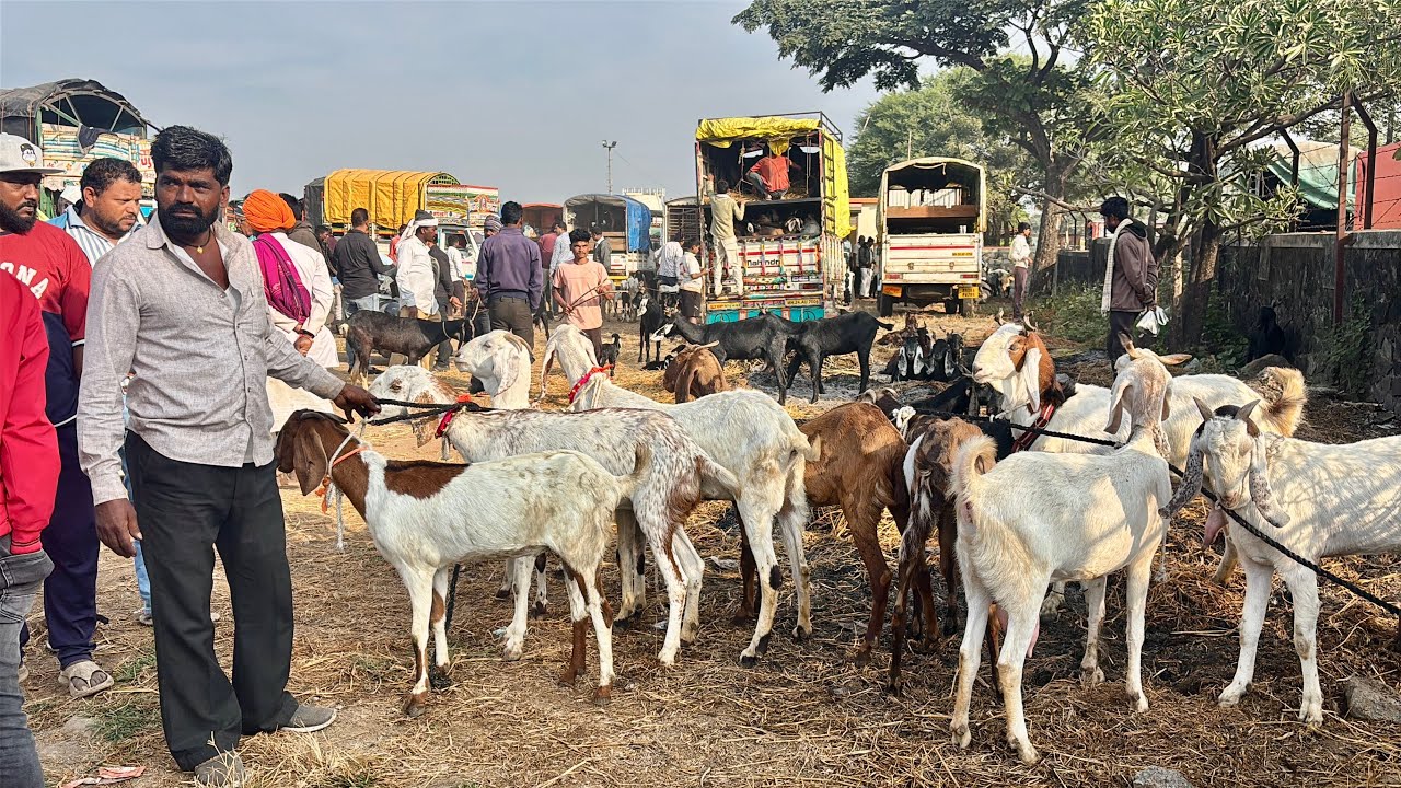 महाराष्ट्रातील सर्वात मोठा शेळ्या,मेंढ्या,कोंबडीचा बाजार | 29/11/2025 (शनिवार)चाकण बकरी बाजार अपडेट 