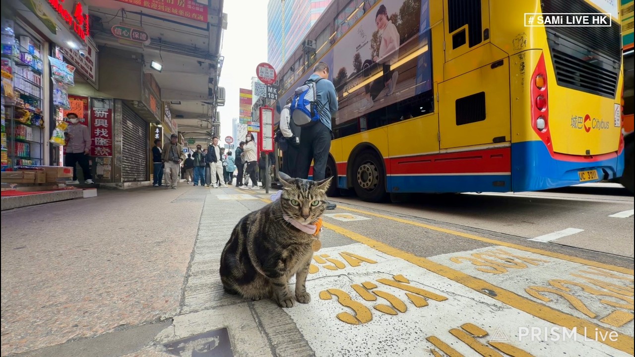 貓店長「阻B」復工  LIVE  |  旺角藥房貓店長「阻B」獲救  日前被樓上賓館內地旅客擄走   |  旺角  | SAMi LIVE HK
