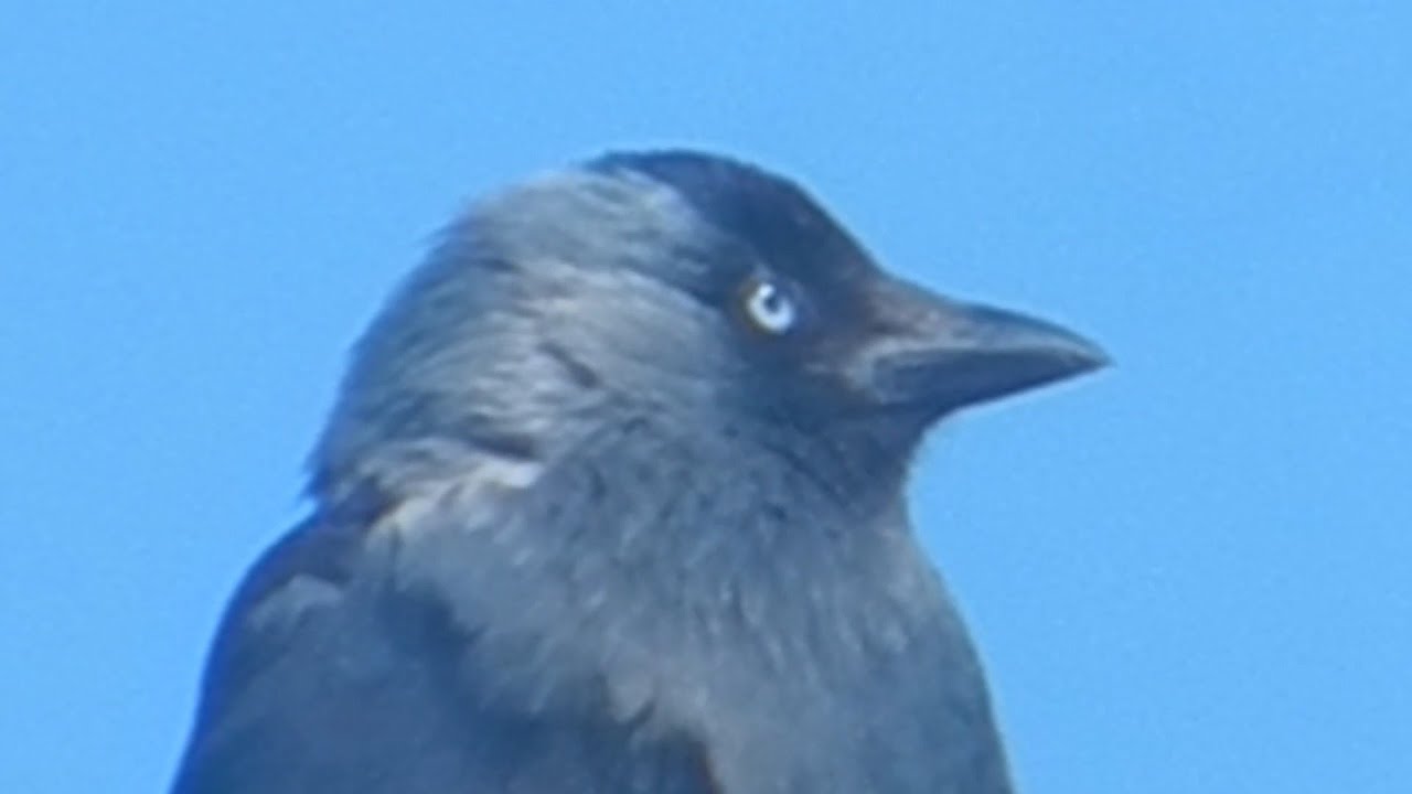 Звук Галки. Птица Галка. Семейство врановых. Corvus monedula. Галка сидит на проводе. Птицы России