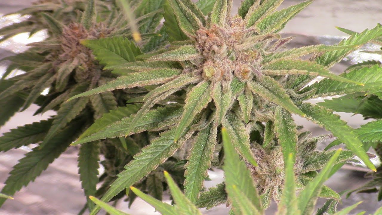 Grow Room Rescue PT.2
