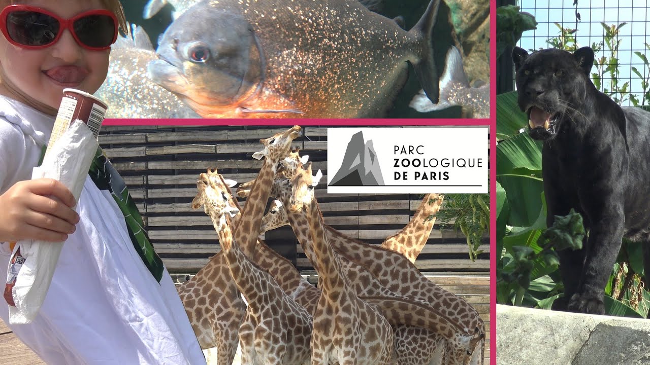 VLOG • Un Animal, Une Blague au Zoo de Vincennes (partie 2) - Studio Bubble Tea vlogging Paris Zoo