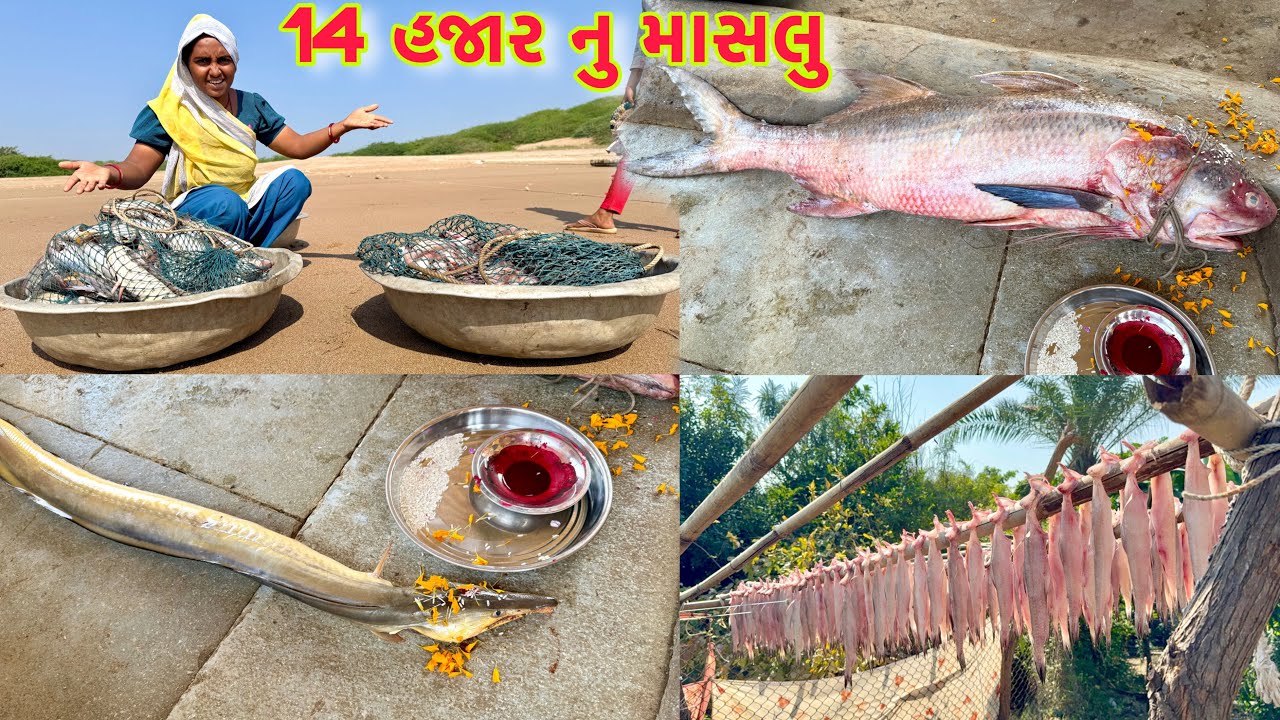 ગોલ્ડન અને ડારા ફીસ આવી 🐠🐟14 kg Selva fish 🐟 dariyai khedut
