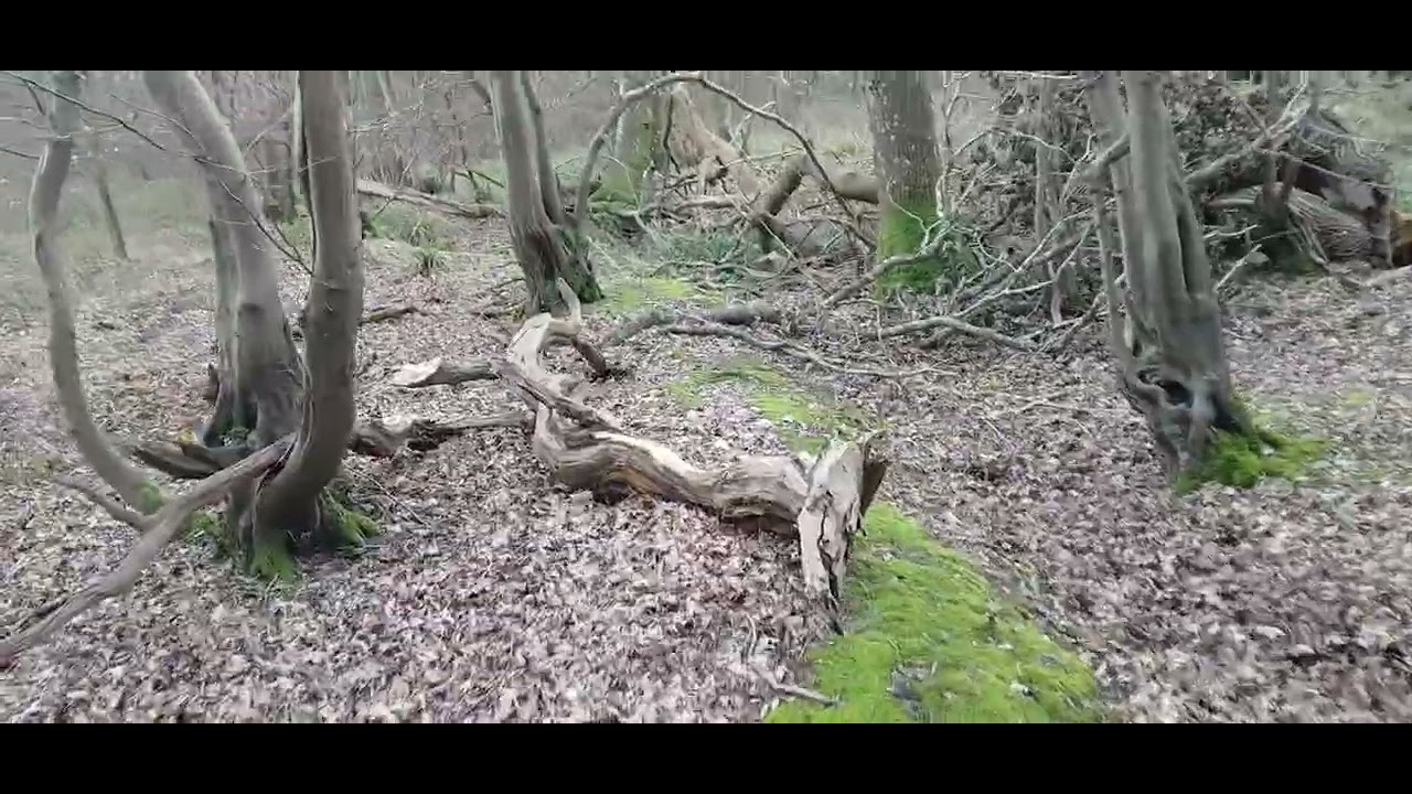 Mountfield East Sussex this afternoon,  some things to look at in the woods.