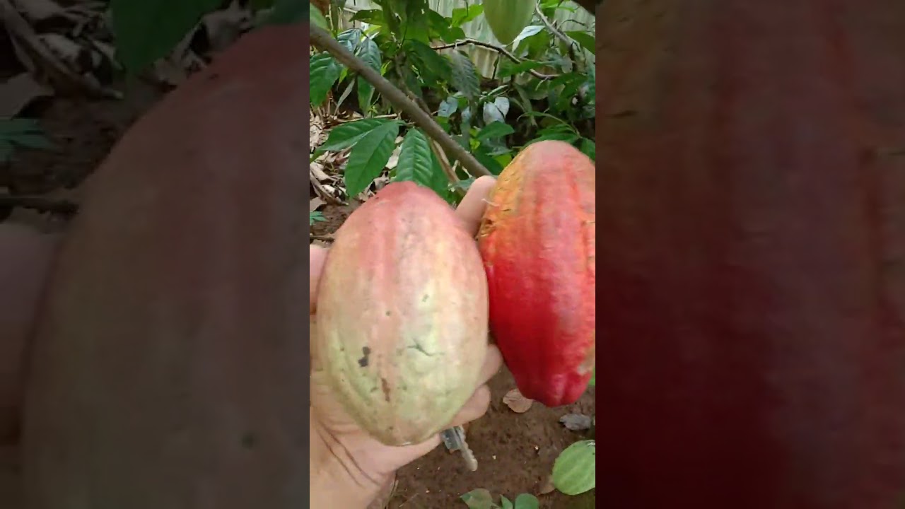 Panen coklat dan melihat pisang molii