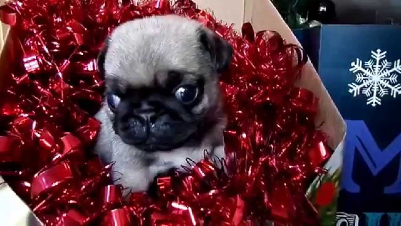 Moose - cute 3 week old pug puppy howling