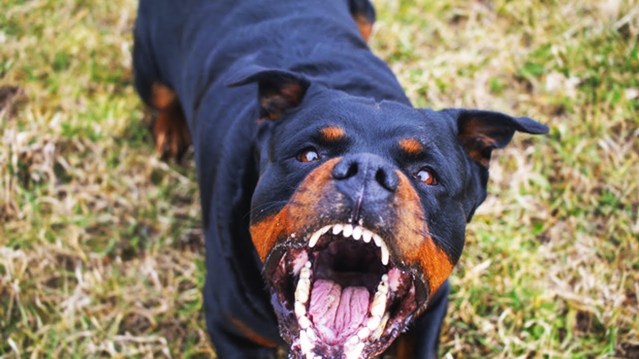 Top 5 Most Fearless Dog Breeds in the world