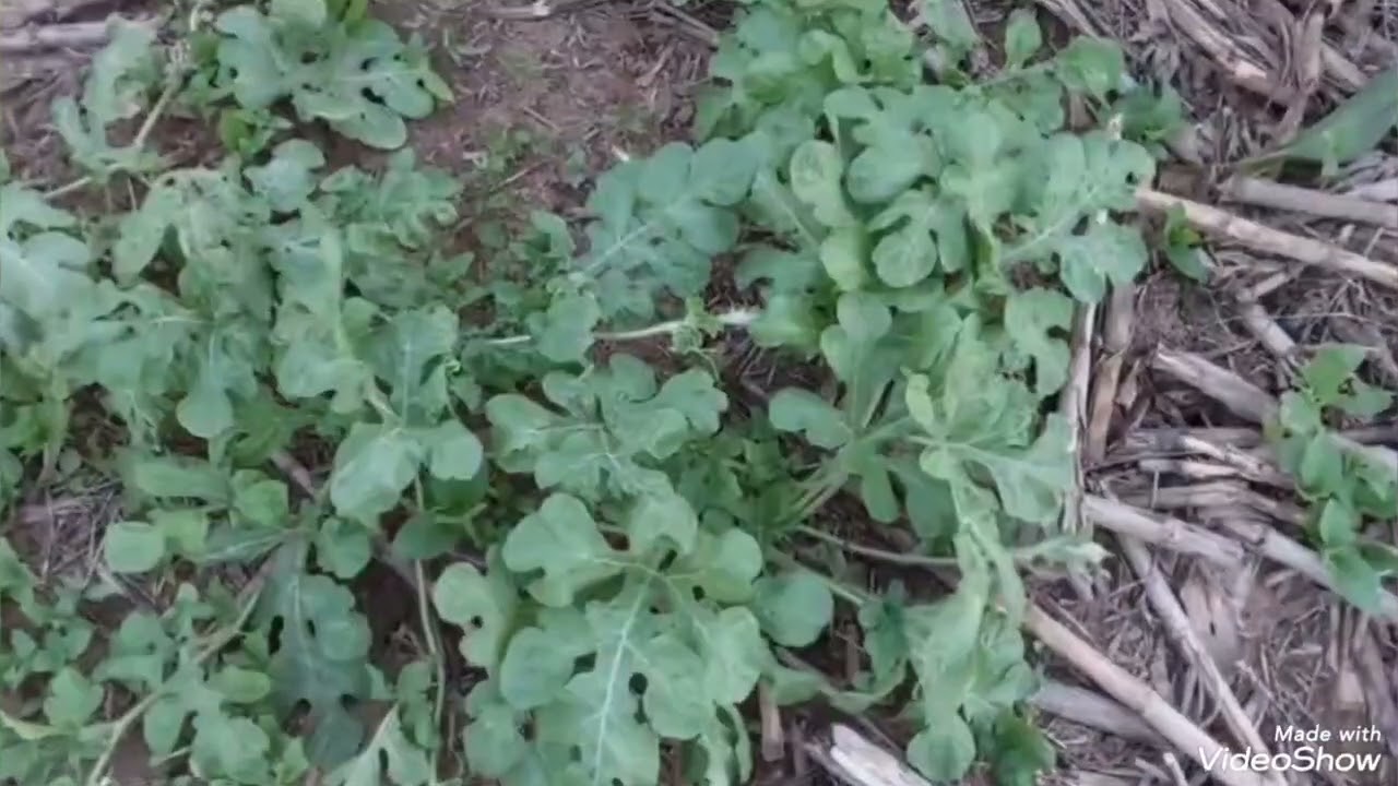 Plantação de mandioca  e melancia  venha conferir 