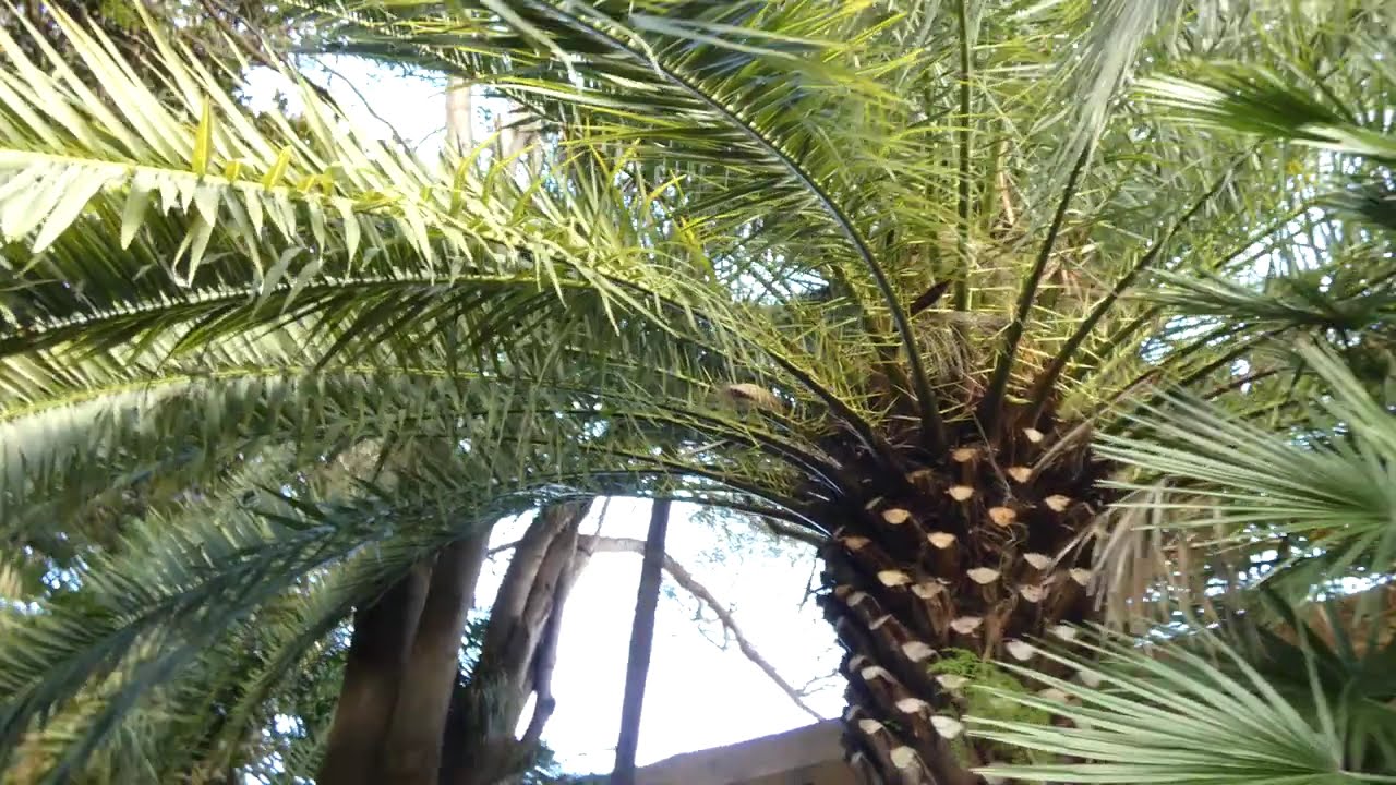 Phoenix canariensis H.Wildpret