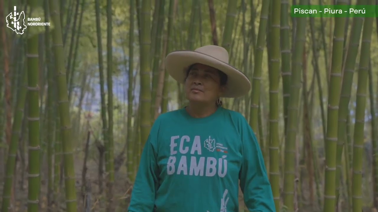 Vivencias y buenas practicas con bambú de familias participantes- Proyecto Bambú Nororiente -  Perú