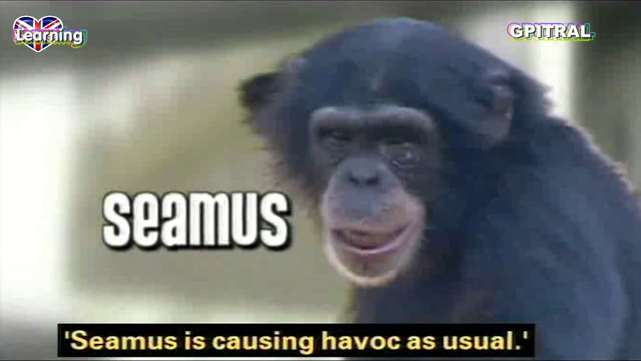 Monkey life 11 tv series english subtitles