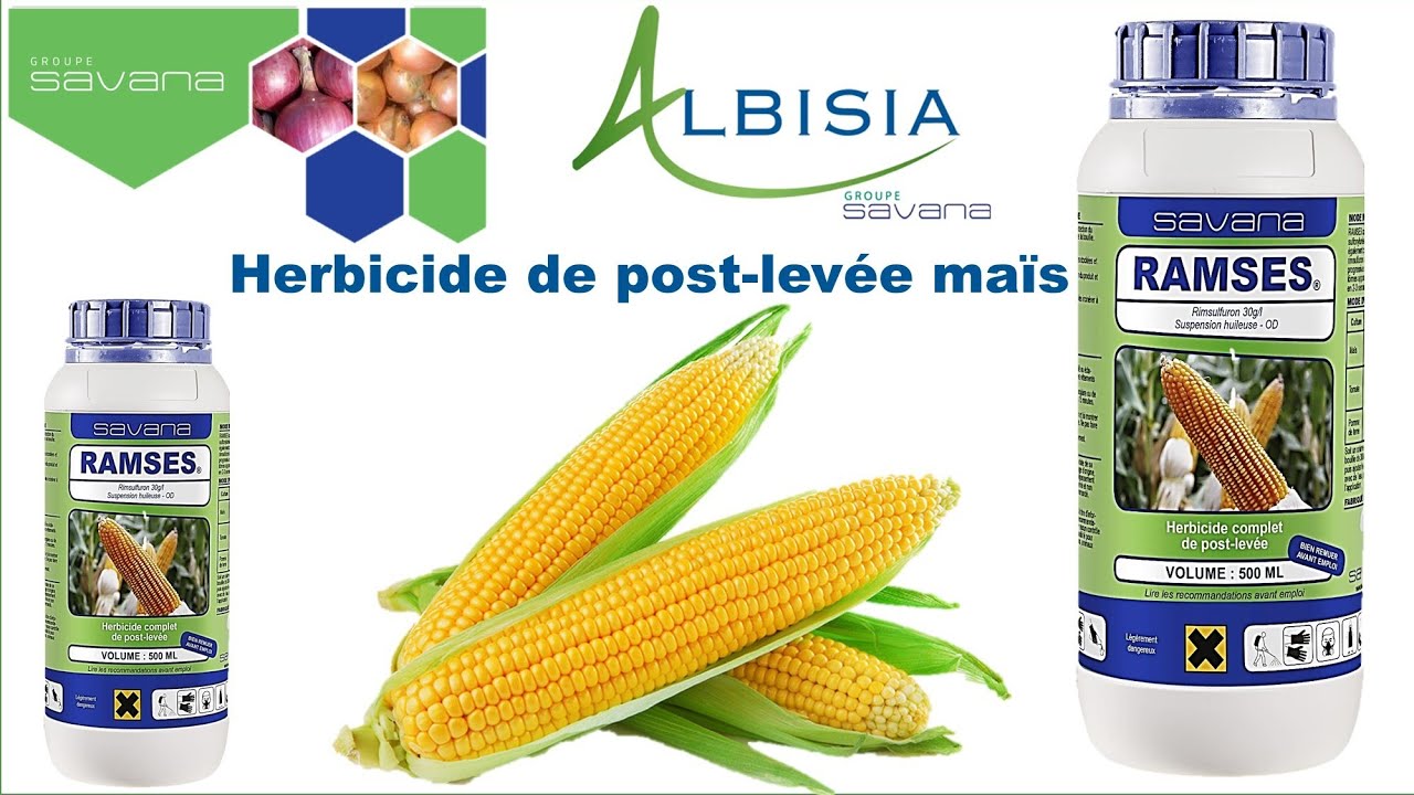 🌱RAMSES🌿 : Herbicide de post-levée maïs 🌽