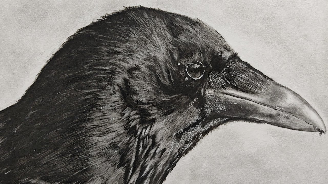 Drawing Realistic Crow || Charcoal/Graphite Sketch with Tutorial || Timelapse