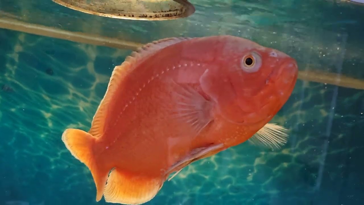 Sunday under water