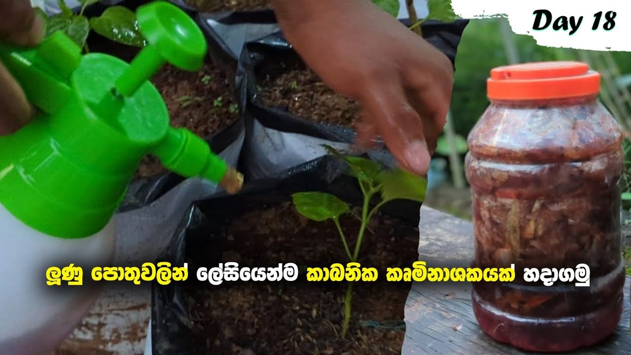 ලූණු පොතුවලින් කාබනික කෘමිනාශකයක් හදාගමු | Organic insecticides