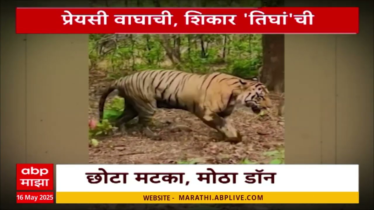 Special Report Chandrapur Tiger