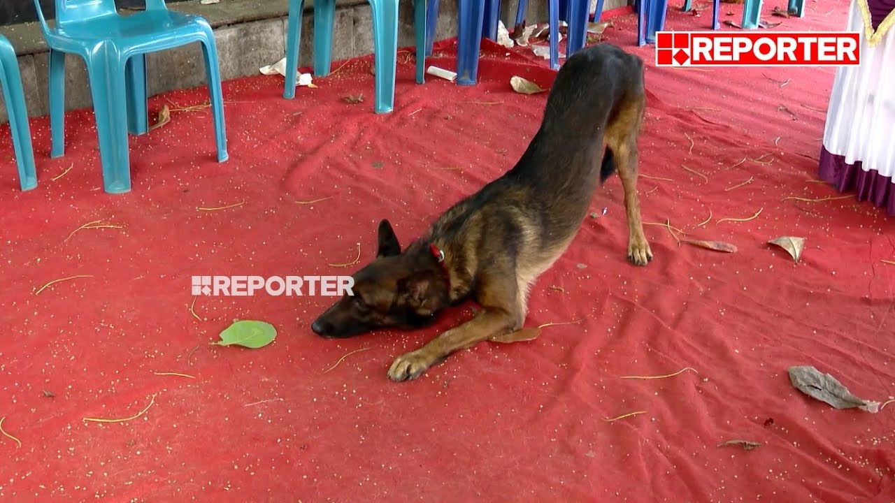 കള്ളന്മാരെ ഓടിച്ചിട്ട് പിടിക്കും, പറഞ്ഞത് പോലെ ചെയ്യും; K 9 സ്ക്വാഡിനെ പരിചയപ്പെടാം | Kerala Police