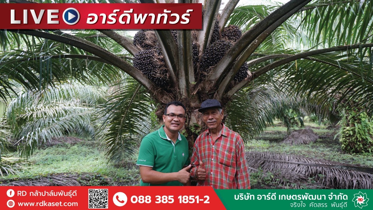บุกสวนเกษตรกรเดลิไนจีเรียแบล็ค 11 ปี ให้ผลผลิตต่อเนื่อง กับลุงลำดวน แก้วเจริญ