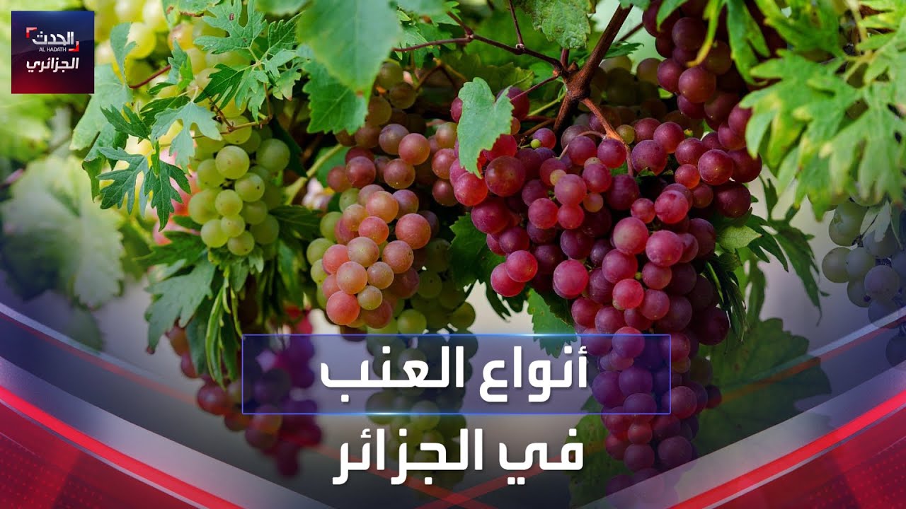 أنواع العنب في الجزائر