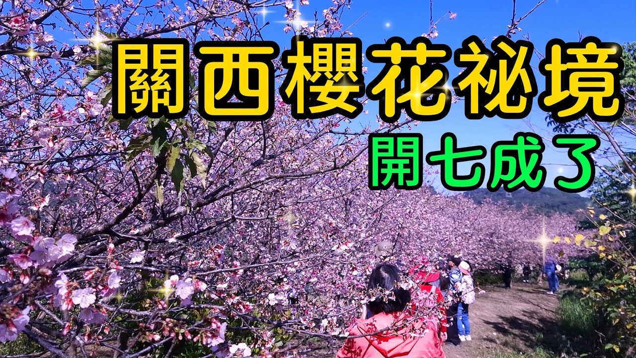【新竹景點】新竹關西在冬末春初時節，藏著一處令人屏息的櫻花祕境。當清風拂過，粉嫩的櫻花沿著埤塘競相綻放，交織成夢幻的粉紅花海。最迷人的是那波光粼粼的水面倒影，花瓣隨風飄落彷彿走入了一幅流動的山水畫。