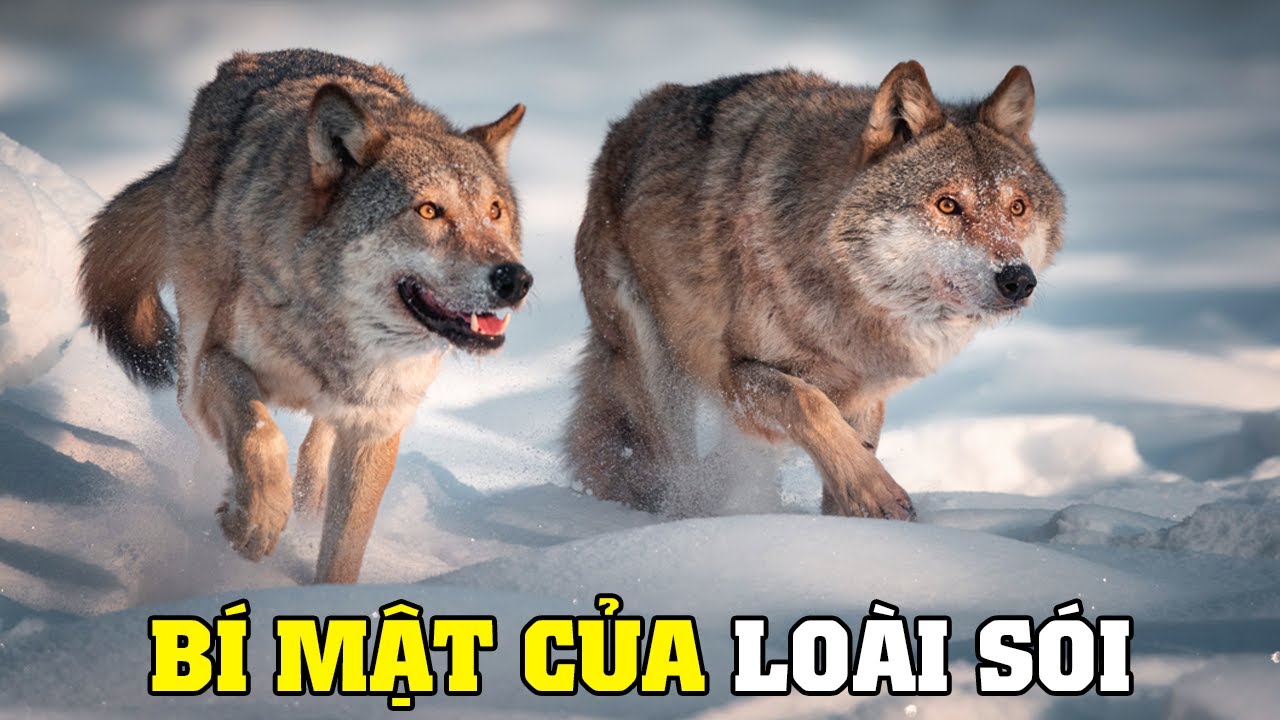 B&iacute; Mật Của Lo&agrave;i S&oacute;i | Kh&aacute;m Ph&aacute; Thế Giới Động Vật