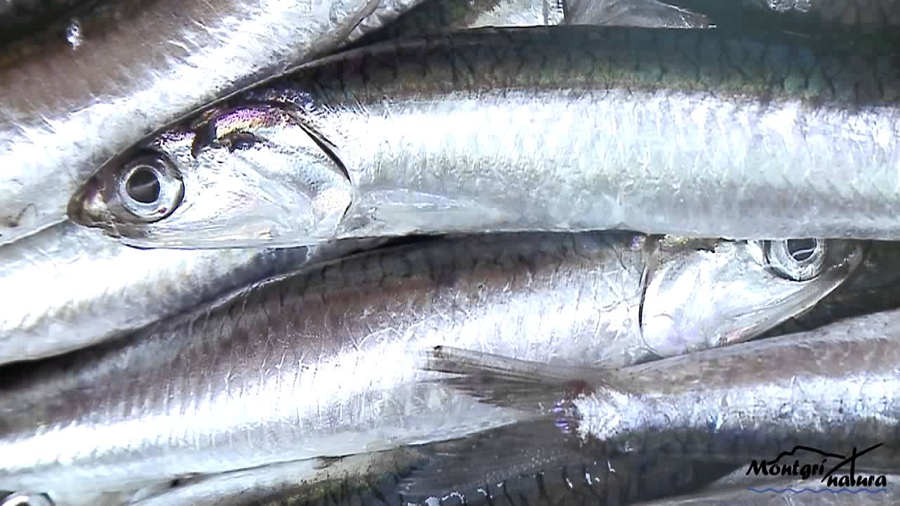L'Escala, Anxoves i sal