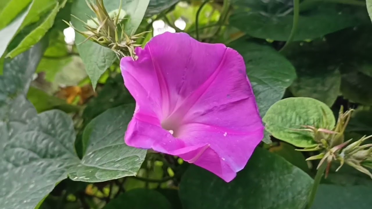 Japanese morning glory